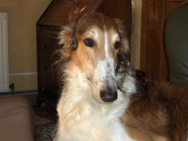 troykaia polozovich Chernitsa